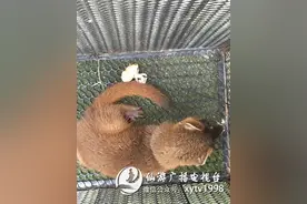 仙游惊现黄鼠狼！赖店派出所民警助力回家图片