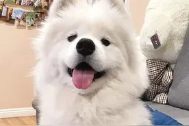 萨摩耶饲养难度很高，然而这4个优点，让铲屎官为它痴狂图片