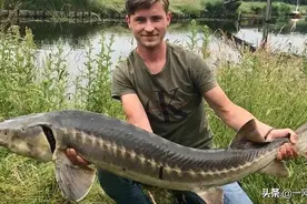 荷兰内河钓起一米半长的鲟鱼，一米半啊！是濒危品种吗？图片