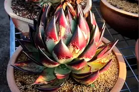 多肉植物里的个性化存在之东云系多肉，你最喜欢的是哪一种？图片