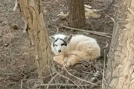 两只小狐狸果园里“晒太阳”民警助其“回家”图片
