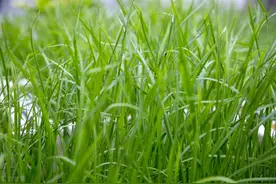 洗衣粉浇韭菜真的有用吗？怎样用效果好？农业妙招到底该不该相信图片