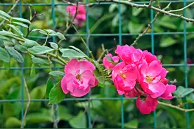 《菜根谭》智慧：平淡，是人生最好的福报图片