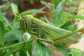 夏日虫鸣 --蚱蜢图片