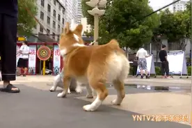 狼犬失控咬伤四人！昆明将严厉查处不文明养犬行为，不栓绳、养烈性犬的注意了图片