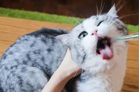 猫咪注射疫苗时的注意事项，铲屎官们可要记住啦图片