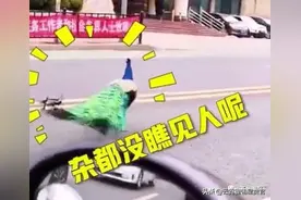 孔雀大熊猫散步野猪狂奔雪豹金雕现身人类闷家里它们潇洒走一回图片