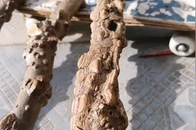 花椒木拐杖，一木难求，长成不易，送老人最好的礼物视频封面