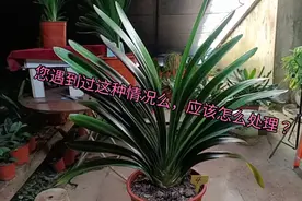 君子兰底下黄叶，应该怎样处理视频封面