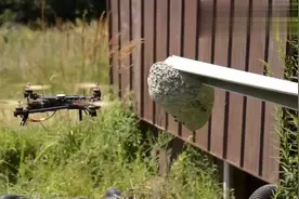 国外马蜂泛滥，看老外如何用无人机灭马蜂。视频封面