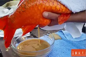 男子养了一条锦鲤，最近鱼肚子鼓胀，结果用手挤出了东西来厉害了视频封面
