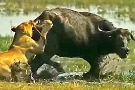 非洲水牛与狮子对战，最怕狮子用这一招！视频封面