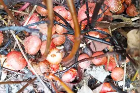 重庆农村的野地瓜熟了，刨了一袋泡野地瓜酒，这才是80后的零食