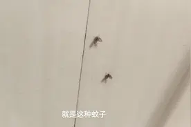 卫生间满墙都是这种蚊子，从下水道上来，繁殖快杀不完，太烦人了视频封面