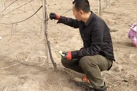 农村小伙家的果树被野兔啃了，及时做出预防，可防止果树得腐烂病视频封面