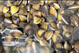 河蚬潮汕人最喜欢这样做，汤鲜味美，潮式家常菜！