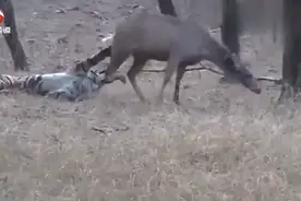 老虎捕猎牛羚，死死的按住牛羚的腿不放，绝望的生死时刻。视频封面