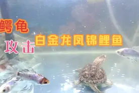 白金龙凤锦鲤鱼差点被鳄龟吃掉，鱼鳞都被咬掉了，还能不能活下来视频封面