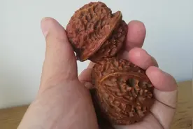 和您聊聊揉搓文玩核桃的健身作用，与您分享赌青皮核桃的失败经历