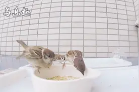 爱鸟人喂野鸟，麻雀妈妈带小鸟来吃食，好有爱！视频封面