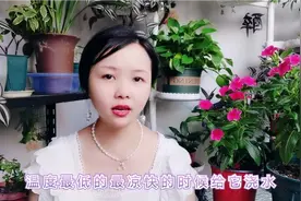 又花18.8元买5盆“天天开”，阳台花海就靠它，顺便分享养护方法视频封面