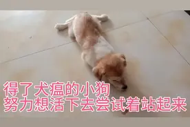 神经性犬瘟引起的全身抽搐，小狗连站都站不起来，但是它没放弃