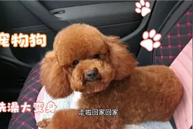 宠物泰迪洗个澡大变样，主人竟然认不出视频封面