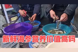 大连现场加工鲜海参，60一斤！贵不贵？即食海参营养价值高！视频封面