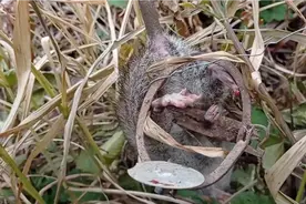 广西特有的甘蔗鼠你吃过吗视频封面