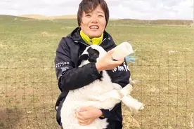 小羊羔超级可爱，吃奶的样子萌翻了，五月的草原都已经这么绿了?视频封面