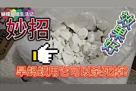 旱蚂蟥用什么东西可以灭掉？蝴蝶姐姐分享的这个妙招很好用