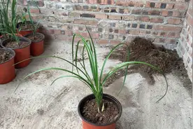 长叶蕙兰也有飘逸动人的品种、大家一起来看看吧！视频封面