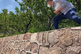 打卡青岛枯桃花卉园，变身樱桃采摘园。门票十元，划算不？视频封面