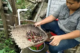 这种蔬菜学名叫阳荷，湖南益阳农村叫“羊窝”，你们那怎么称呼？