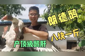 八块钱一斤法国朗德鹅，产顶级鹅肝，为何价格如此之低？视频封面