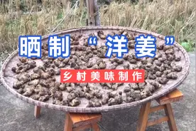乡村视野，见证晒“洋姜”过程，学到乡村美味制作过程