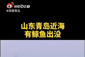 青岛第三海水浴场近海有鲸鱼出没！视频封面