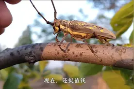 小伙上山干活发现金天牛一只，上网一搜价还挺值钱，感觉要发财啦视频封面