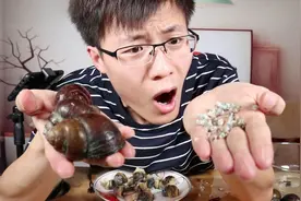 试吃跟鸡蛋一样大的超大田螺，打开后肚子里面全是小田螺！视频封面