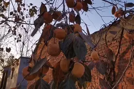 柿子虽然营养丰富，但是你也要知道它的危害，快来看看吧