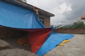 在农村晒谷就要时刻准备，稍不留神就会被雨淋
