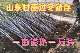 山东种甘蔗这样储存能过冬吗？一亩甘蔗利润一万五，效益相当不错