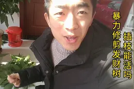 暴力修剪发财树，把剪下来的枝干，插在水里看看能不能活视频封面