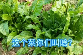 这个菜现在很少见了，菜叶越掰越长产量极高，三棵能吃两年视频封面