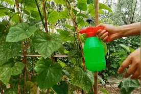 一把红糖一把尿素一把磷酸二氢钾厉害了，黄瓜喷一下，防病又增产视频封面