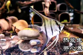 60缸混养热带鱼，这样的组合你喜欢吗？请您欣赏！视频封面