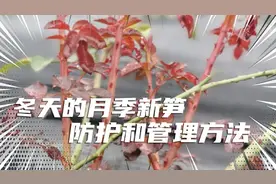 月季在冬天长出来的新笋，要怎样防护和修剪视频封面