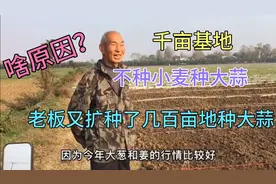 河南几千亩地不种小麦种大蒜，究竟是啥原因？听听大叔怎么说