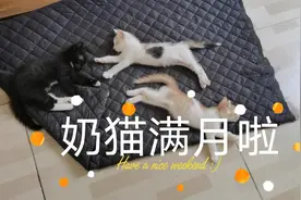 可爱哭了！小奶猫终于满月，能跑能跳，还会撒娇视频封面
