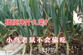 春天到了，楼顶种得菜茂盛生长！有一种蔬菜小鸟老鼠从来不偷吃！视频封面